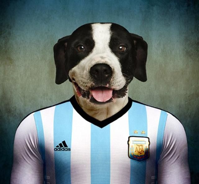 Argentin dog