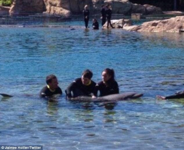 Orlandóban delfinekkel úszkált a fiatal pár