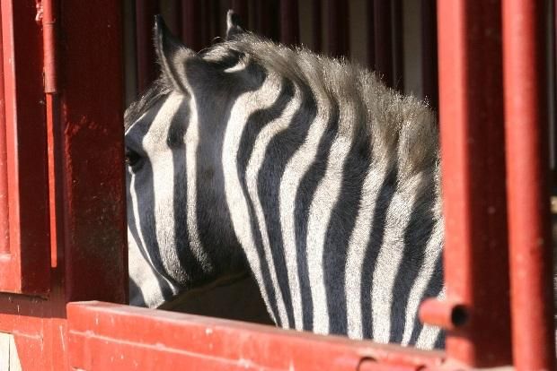 Hogy kerül a zebra a lóistállóba? (Fotó: Kristóf Lajos)