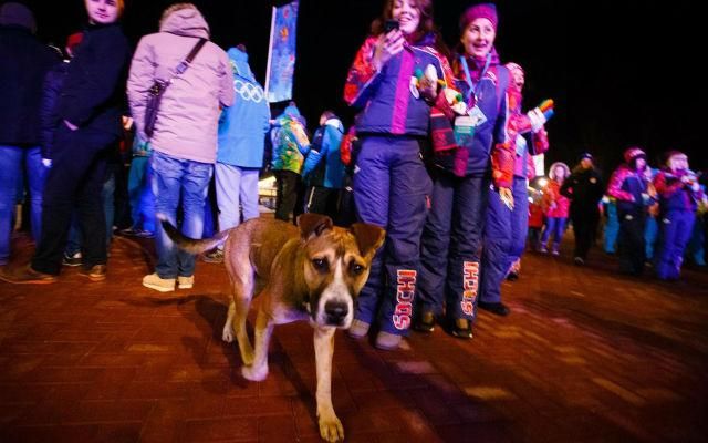 Egy másik kutyus, aki a megnyitó előtt sétáló szurkolók között vegyült el (Fotó: Fourt-Place Medal/Yahoo)