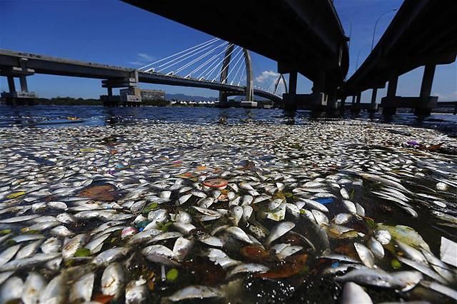Nem az első eset, korábban is állati tetemek ezrei voltak a Guanabara-öbölben (Fotó: Reuters)