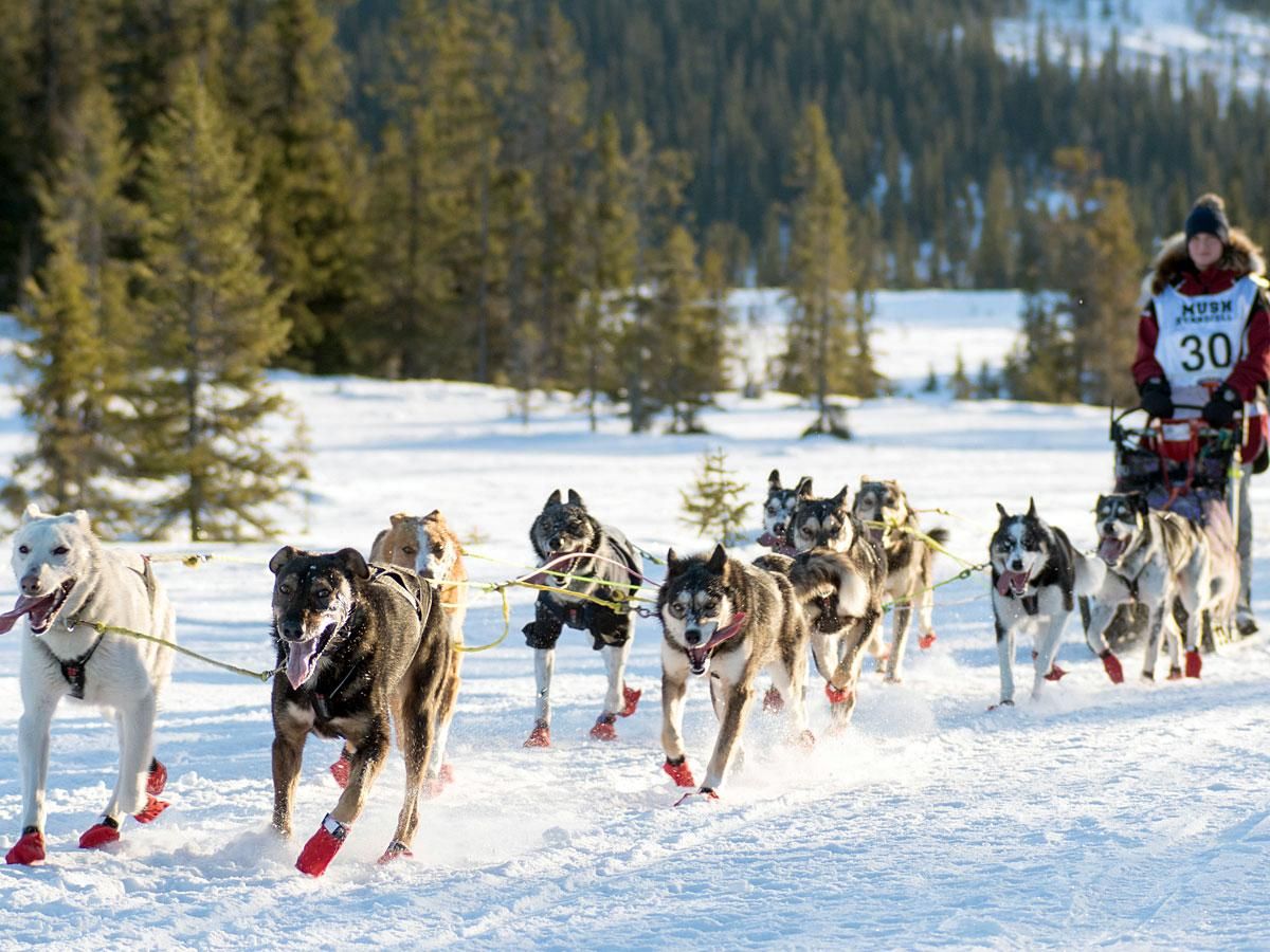 Rácz Virág célja, hogy kutyáival eljusson az Iditarodra (Fotó: Gunn Merete Bergli)