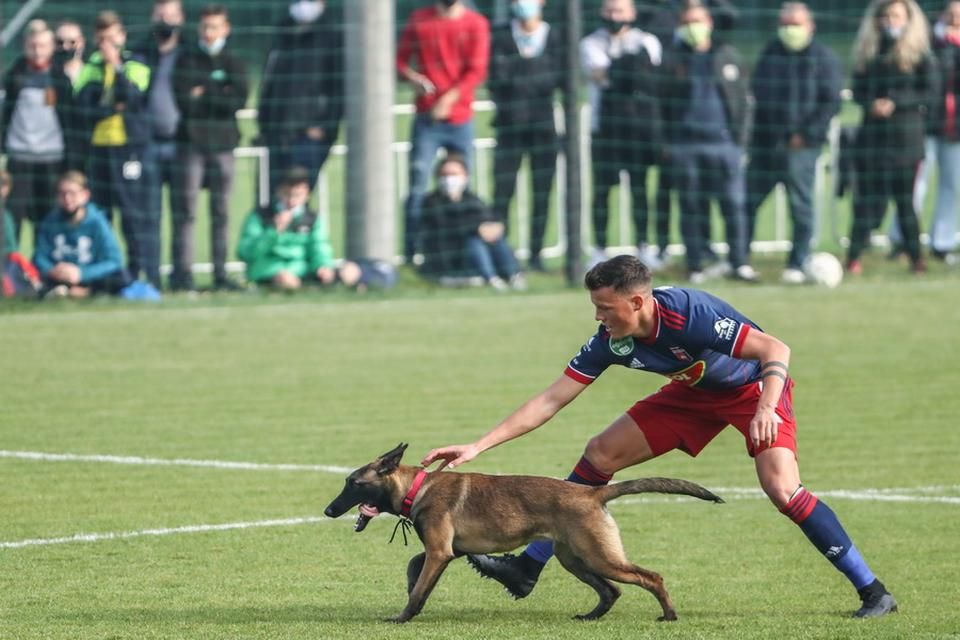 Az Agárd–Fehérvár kupamérkőzésen az egyik néző kutyája átrágta magát az elválasztó hálón, és boldogan szaladgált a labda után, amelyet meg is szerzett. Kutya–Csapatok 1–0 (Fotó: Dömötör Csaba)