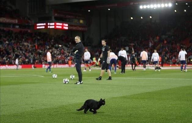 Ez a fekete cica jól érezte magát az Anfielden (Fotó: Action Images)