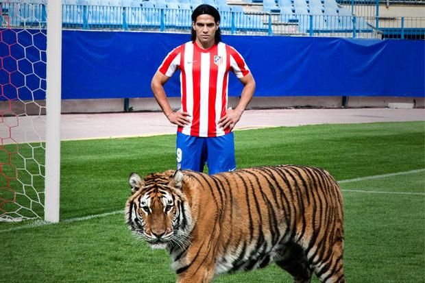 Radamel Falcao találkozása egy-két igazi tigrissel (Fotók: fotos.lainformacion.com, schnauzi.com)