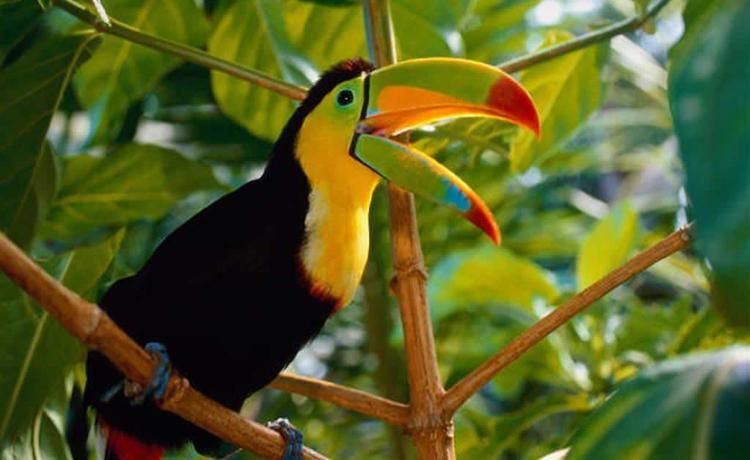 Az ország jellegzetes madara, a tukán (forrás: emeraldforestproperties.com)