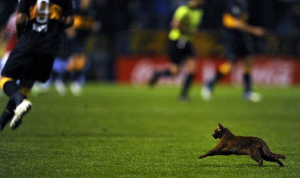 Nehogy pereljen az Anfield-macska (Forrás: Dirty Tackle)