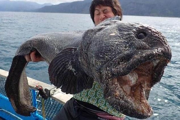 Brutális szuperhalat fogott egy japán horgász Fukusima partjainál (Fotó: dailymail.co.uk)