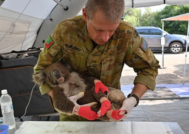 Rengeteg állatot, köztük égési sérülést szenvedő koalákat kell menteni (Fotó: AFP)