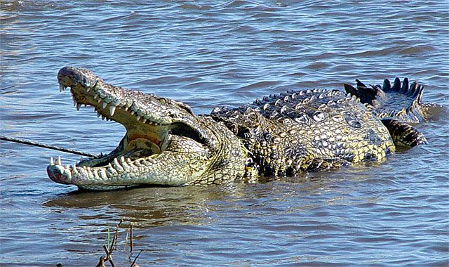 Szudánban a krokodilra esküsznek (Fotó: newswise.com)