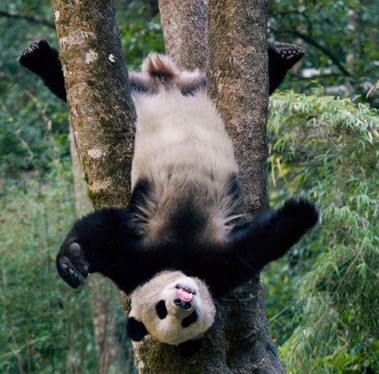 Az akrobata panda (Fotó: The Sun)