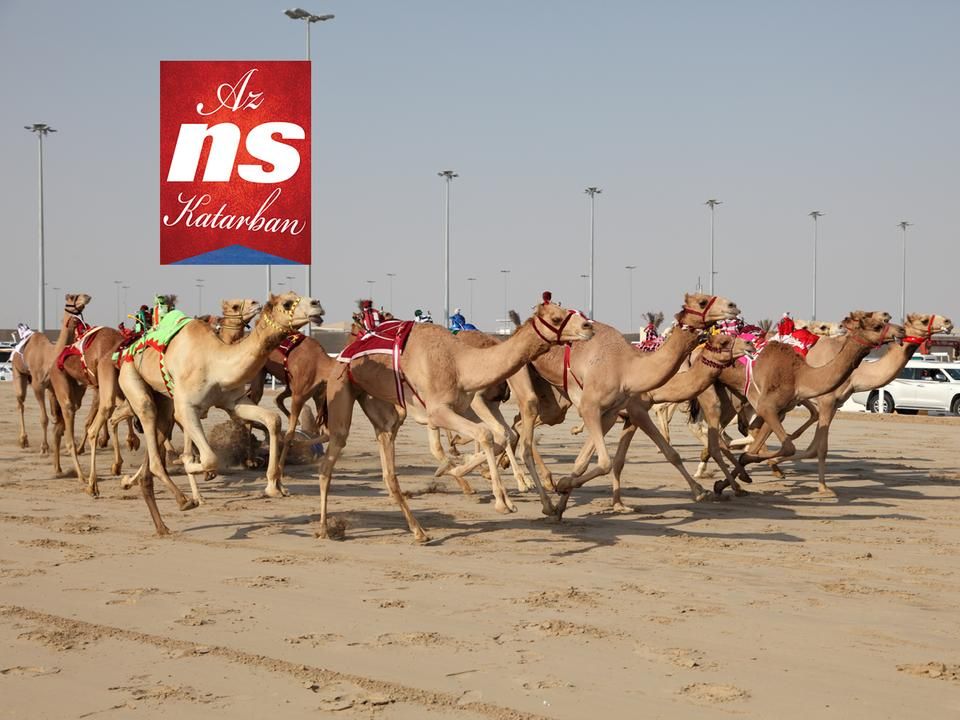 Katarban hagyomány a tevék versenyeztetése, a győztes gazdája hatalmas összeggel gazdagodhat (FOTÓ: SHUTTERSTOCK) – képre kattintva galéria nyílik!