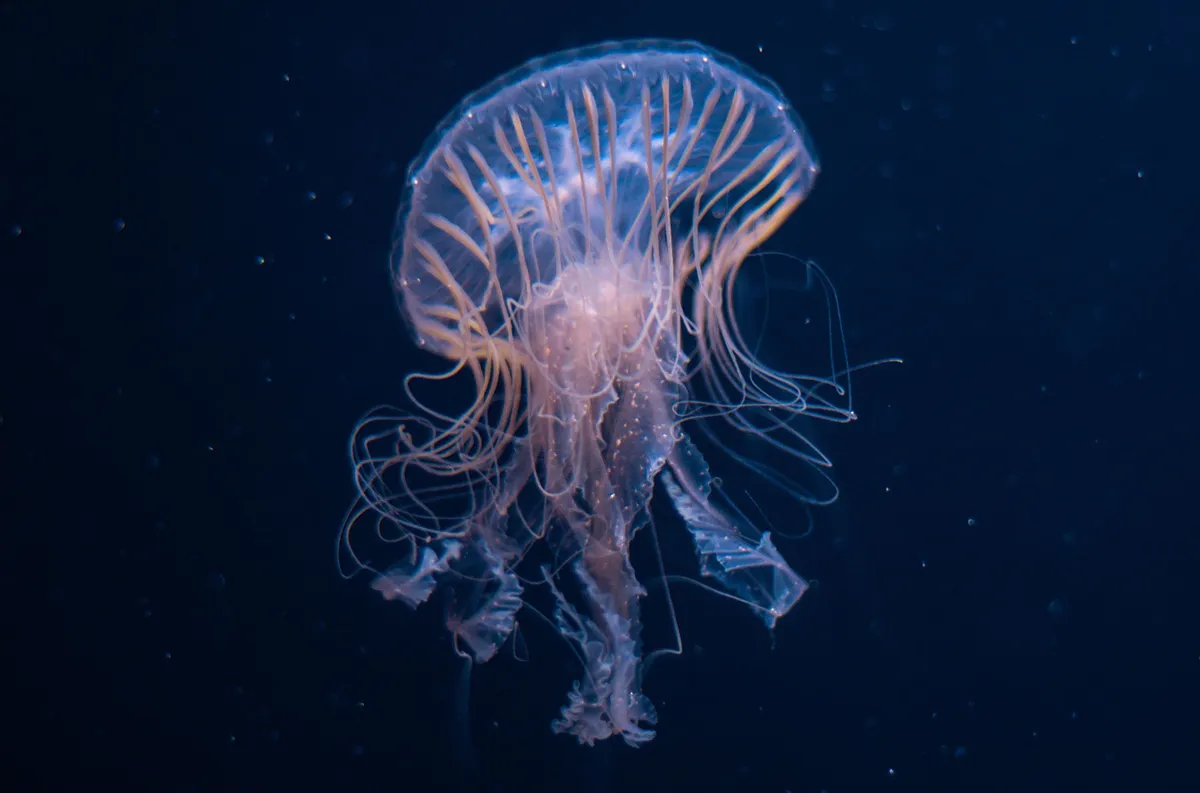 Colorful,Jellyfish,Dancing